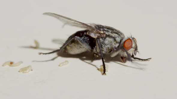 Macro Shooting. Fly on a White Background Close-up.