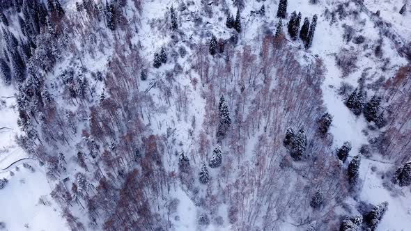 Winter Forest and High Mountains Covered with Snow