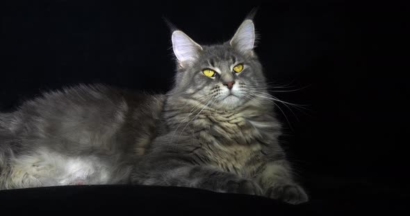 Blue Blotched Tabby Maine Coon Domestic Cat, Female laying against Black Background