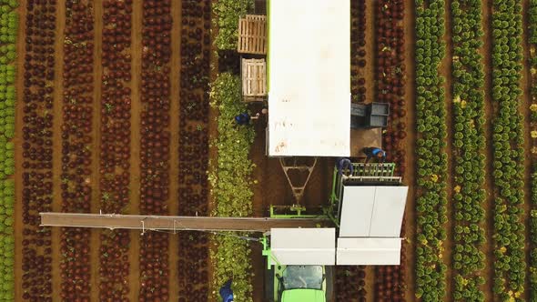 Cabbage Harvesting By Tractor