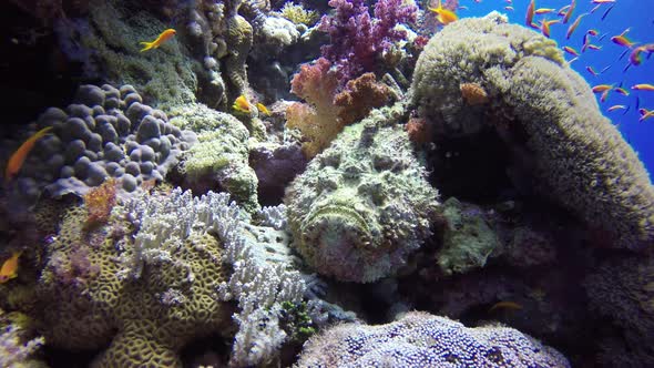 Real stone fish (Synanceia nana) close up, lying on colorful coral reef in the Red Sea