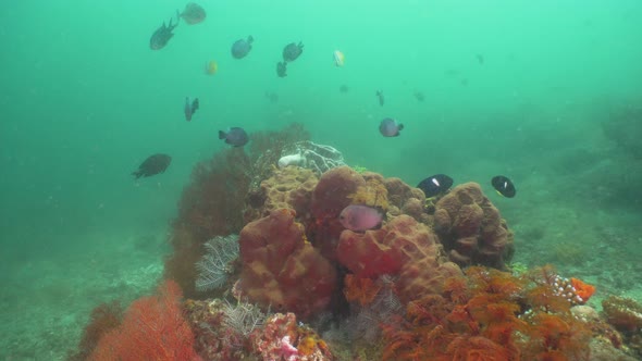 Coral Reef and Tropical Fish. Bali,Indonesia.