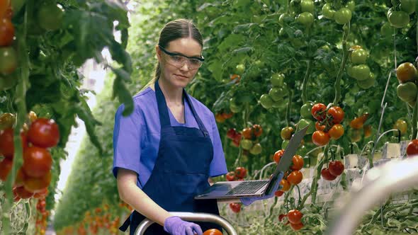 Young Woman Works with Laptop While Checking Red Tomatoes. Agricultural Industry, Fresh Vegetables