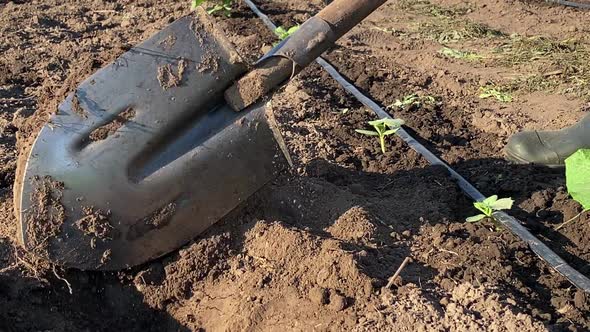 Closeup of Human Foot in Gumboots Digging Ground Shovel Daybreak