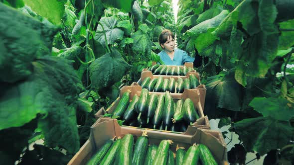 Female Glasshouse Worker Is Collecting Ripe Cucumbers