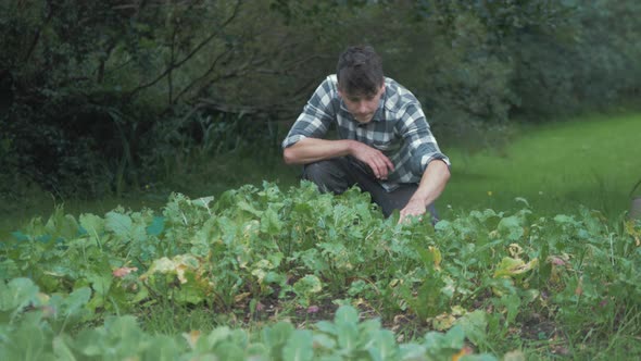 Young caucasian male gardener inspecting organic turnips in garden