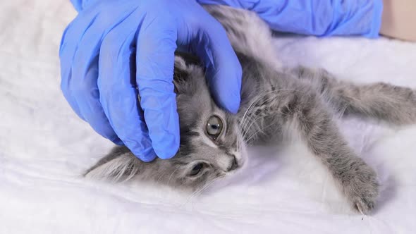 A Veterinarian in Blue Gloves Examines the Eye of a Small Gray Sick Kitten