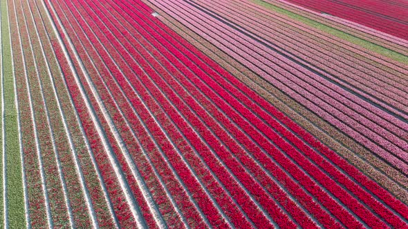 Tulip Field in The Netherlands Colorful Tulip Fields in Flevoland Noordoostpolder Holland Dutch