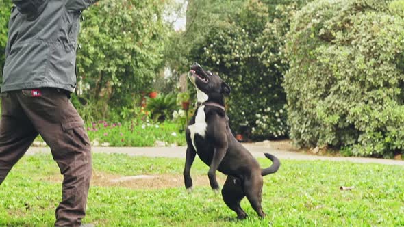 Super slow motion of a black dog catching a tennis ball