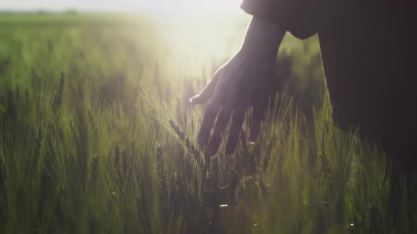 A Young Romantic Girl in a Checkered Red Shirt Touches Green Sprouts of Wheat with Her Palm and