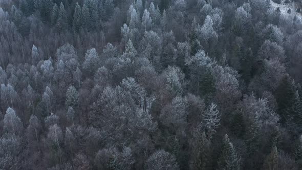 Flying Over a Fabulous Winter Forest the Trees Are Covered with Frost the Fog Swirls