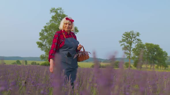 Senior Old Grandmother Farmer Growing Gardening Lavender Plant in Herb Garden Retirement Activities