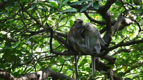 A monkey help to scratch head itchy of its partner at tree