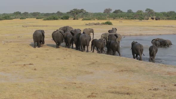 Herd of African elephants at waterhole