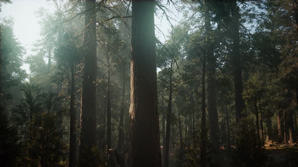 Sunset on the Giant Forest, Sequoia National Park, California