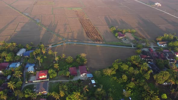 Morning sunny light at Penang dry paddy field during cultivated 