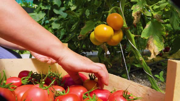 Woman's Hands Harvesting Fresh Organic Tomatoes Putting in Box