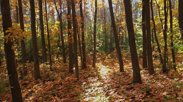 Sunlight In Autumn Forest