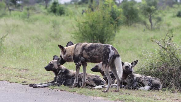 In small roadside pack of Wild Dogs in Africa, one dog nuzzles another
