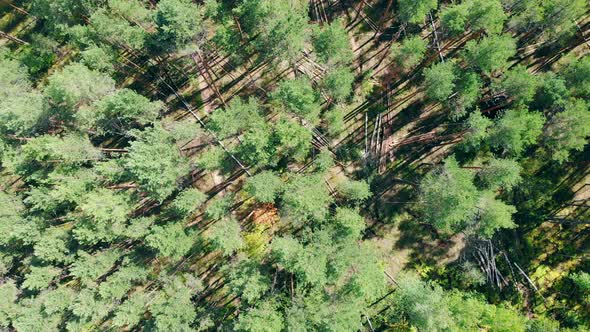 Growing and Harvested Pines in a View From Above