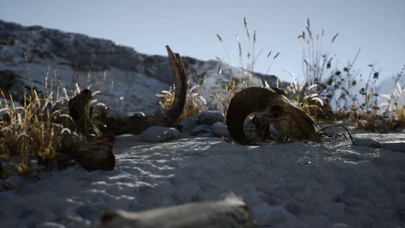 Skull of a Dead Ram in the Desert