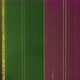 Blooming bulb fields, Zeewolde, Netherlands - VideoHive Item for Sale