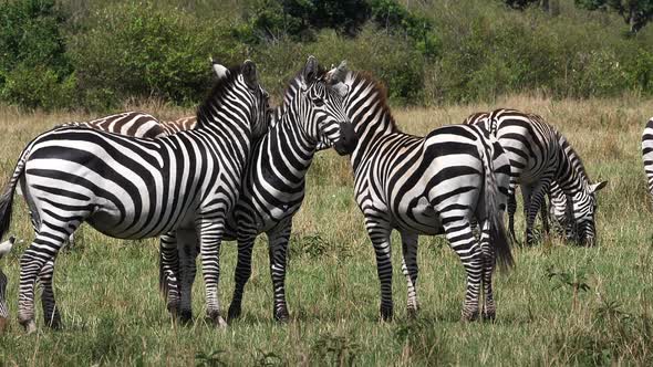 Grant's Zebra, equus burchelli boehmi, Herd through Savannah, Masai Mara Park in Kenya, slow motion