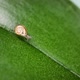 A small snail with a spiral-shaped shell crawls along a plant leaf. - VideoHive Item for Sale