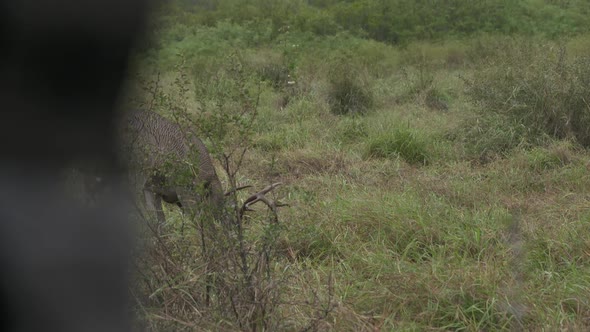 whitetail bucks in Texas, USA