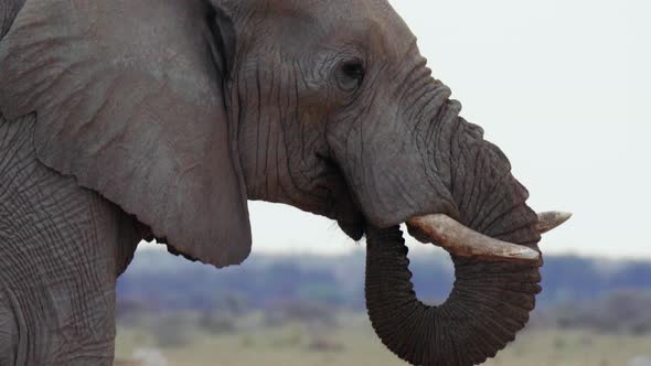 African Elephant's Trunk On Mouth. Elephant Drinking With Trunk On Mouth In Makgadigadi Pans Nationa