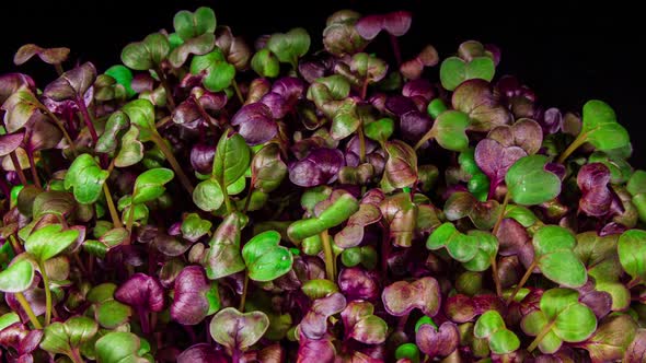 Red Radish Sango Microgreens Moving Seedling in Timelapse. Fresh Sprouts Grows Up Fast Concept