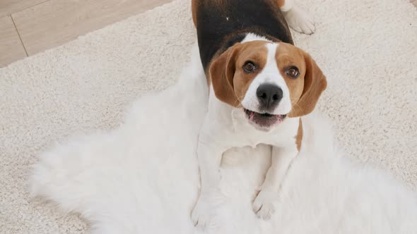 Dog Beagle Lying at Home on the Floor and Barks