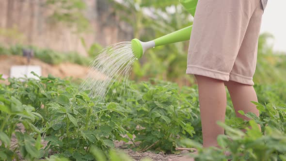 Asian little child boy preschool growing to learn watering the plant tree outside