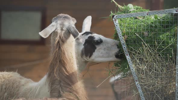 Two Llamas Lama Glama Are Eating Fresh Grass and Straw From Feeder.