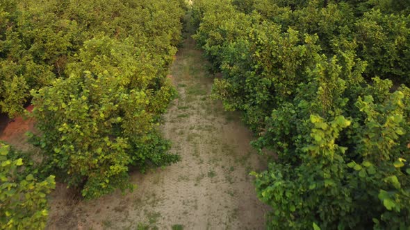 Hazelnut agriculture organic cultivation field aerial view