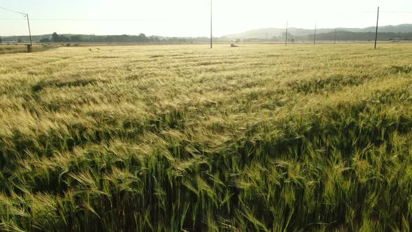 Wheat Field in Spring at Sunrise