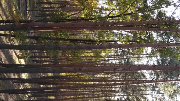 Vertical Video of the Forest on an Autumn Day Slow Motion