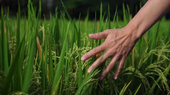 Close Up of Human Hand Going Through the Wet Fresh Grass