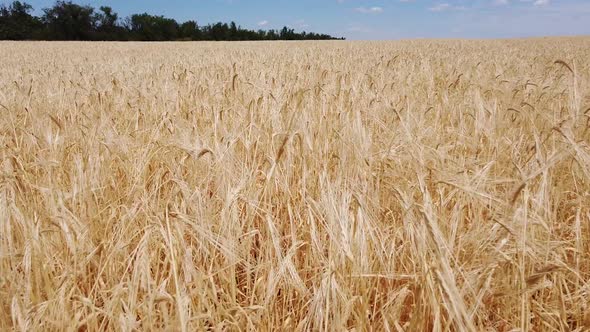 Wheat field