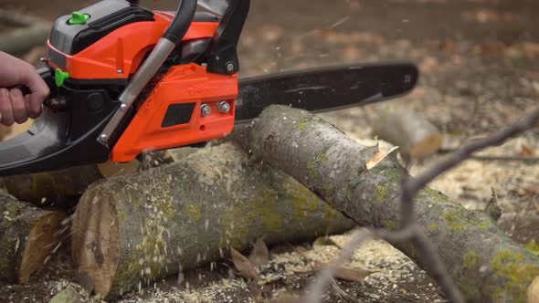 Lumberjack Sawing Tree By Chainsaw Wooden Shavings Flying Around in Slow Motion