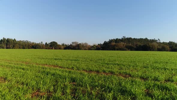 Spring Meadow