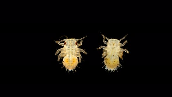 Larva Is Under a Microscope, the Stage of a Nymph Is a Grass Flea of the Psyllidae Family