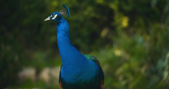 Close up of beautiful adult male peacock, green bokeh background