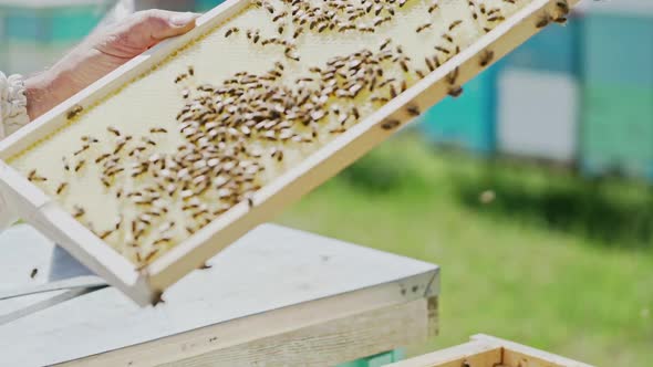Beekeeper works with bees and beehives in the apiary. Beekeeping concept