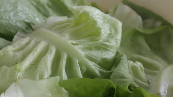 Lactuca sativa lettuce leaves 4K panning  video