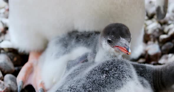 Gentoo Penguin chicks