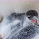Gentoo Penguin chicks - VideoHive Item for Sale