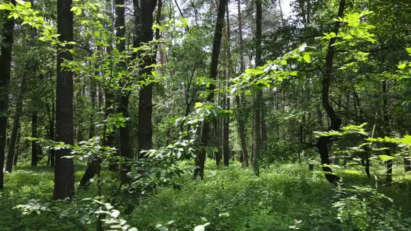 Beautiful Green Forest on a Summer Day Slow Motion