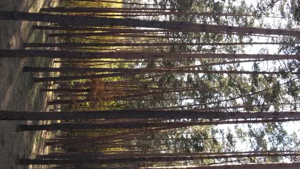 Vertical Video of Trees in the Forest in Autumn