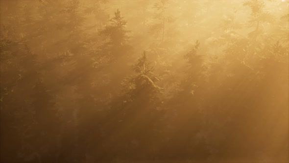 Aerial Sunrays in Forest with Fog